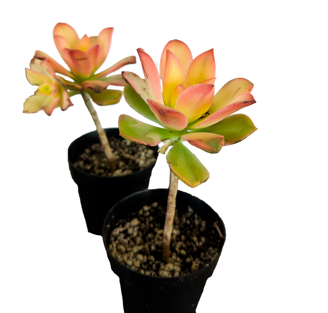 moss rose seeds 100 Red PORTULACA Grandiflora / MOSS ROSE Succulent Flower Seeds